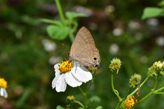 Deudorix epijarbas
