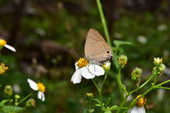 Deudorix epijarbas