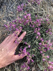 Astragalus leucolobus