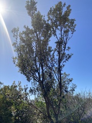 Banksia integrifolia