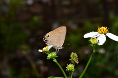 Deudorix epijarbas