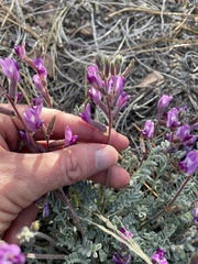 Astragalus leucolobus