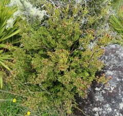 Phyllocladus alpinus