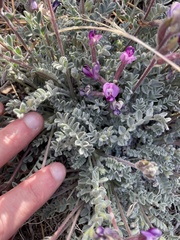 Astragalus leucolobus