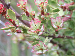 Phyllocladus alpinus