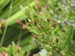 Phyllocladus alpinus