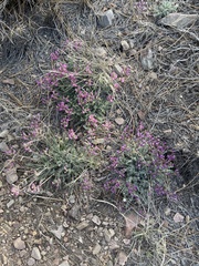 Astragalus leucolobus