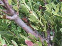 Phyllocladus alpinus