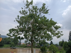 Gmelina arborea