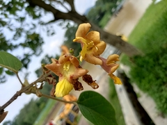 Gmelina arborea