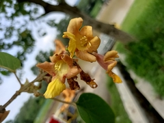 Gmelina arborea