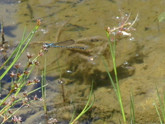 Austrolestes colensonis