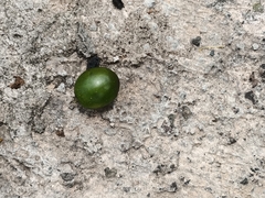 Gmelina arborea