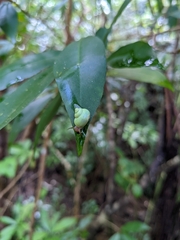 Leptopoma perlucidum