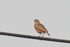 Mirafra assamica