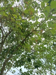 Gmelina arborea