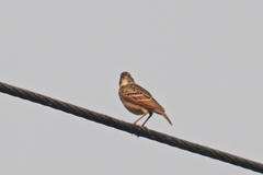Mirafra assamica