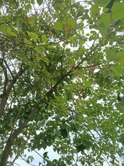 Gmelina arborea