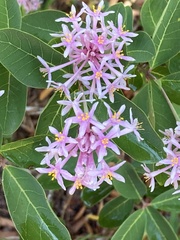 Dais cotinifolia