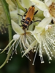 Chauliognathus flavipennis