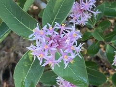 Dais cotinifolia