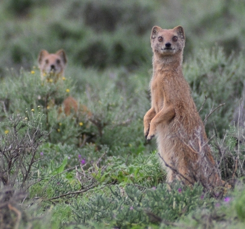 Yellow Mongoose, photo 2 of 10