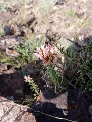 Pseudosedum longidentatum