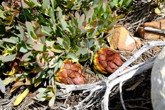 Protea effusa
