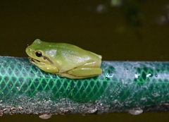 Hyla meridionalis