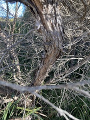 Leptospermum trinervium