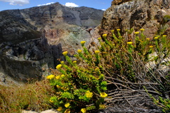 Athanasia cuneifolia