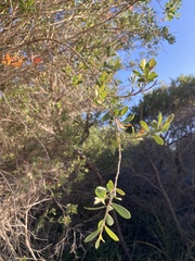 Leptospermum trinervium