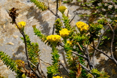 Athanasia cuneifolia