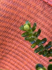 Olearia nummulariifolia