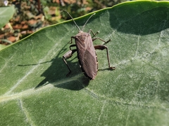 Physomerus centralis