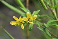 Cleome viscosa