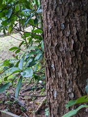 Diploderma polygonatum polygonatum