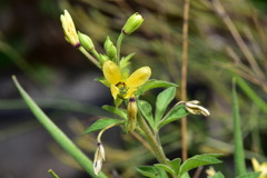 Cleome viscosa