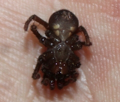 Hebestatis theveneti