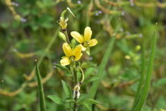Cleome viscosa