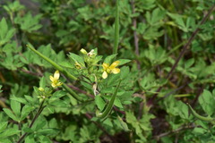 Cleome viscosa