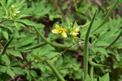 Cleome viscosa