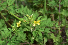 Cleome viscosa