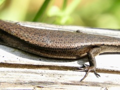 Lampropholis delicata