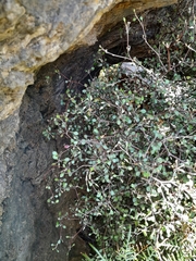Corokia cotoneaster