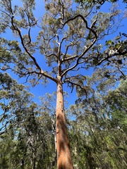 Angophora costata
