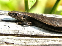 Lampropholis delicata