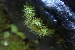 Bartramia pomiformis