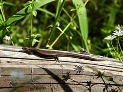 Lampropholis delicata