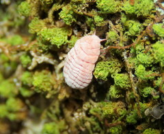 Coelostomidia zealandica